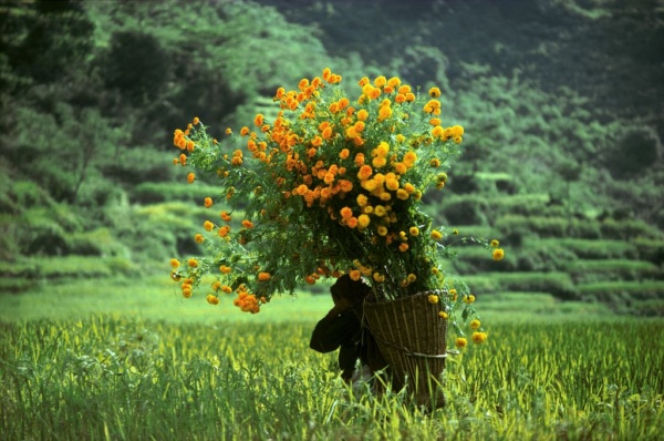 In the Nepal paddy fields, a woman carries bouquets on her back to the market.
