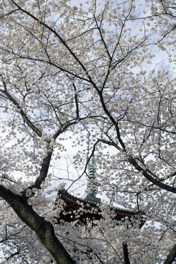 Cerisiers en fleur au temple de Kaneiji dans le parc de Ueno-koen